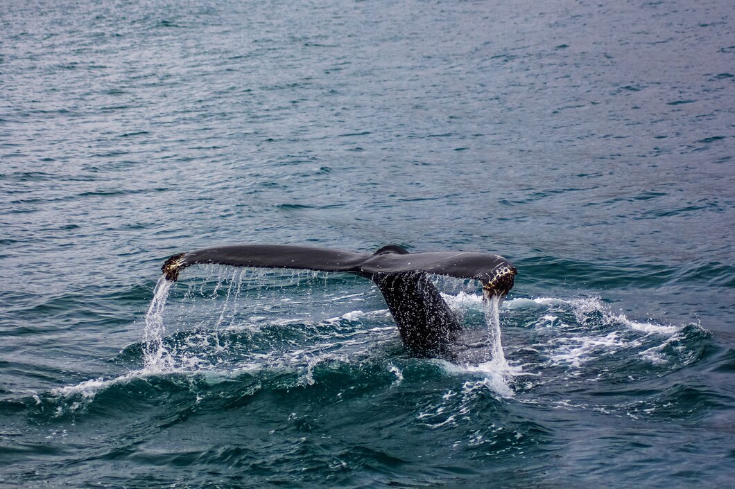 Barco de observação de baleias com cachalote