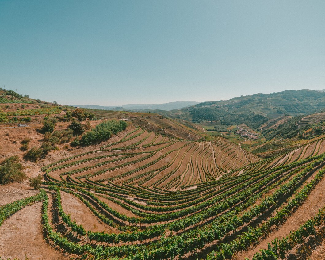 Vinho Português Vale do Douro